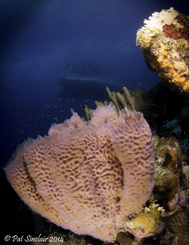 ON the house reef at Habitat Bonaire I found this beautif... by Patricia Sinclair 