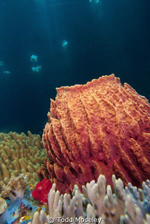 Barrel sponge with cathedral light by Todd Moseley 