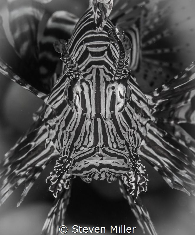 Evil eye by Steven Miller 