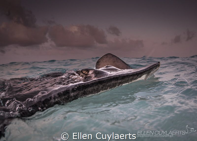 "Stormy weather" by Ellen Cuylaerts 