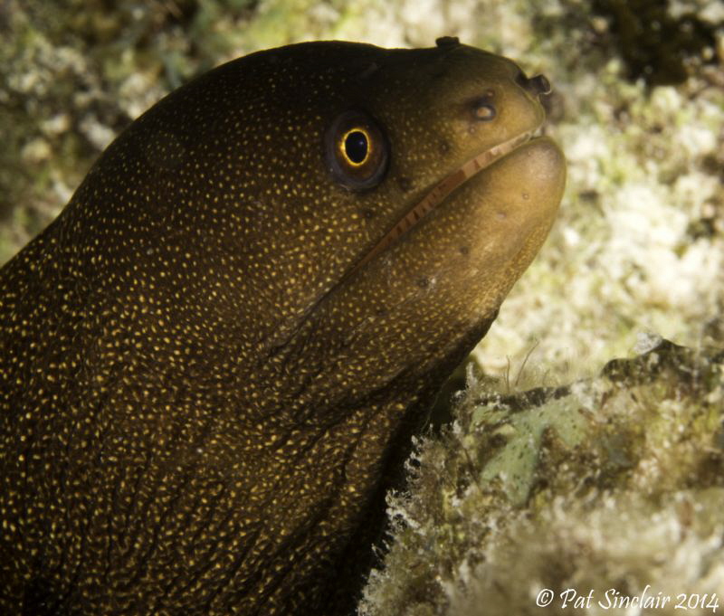 This was taken at the end of the dive on One Thousand Ste... by Patricia Sinclair 