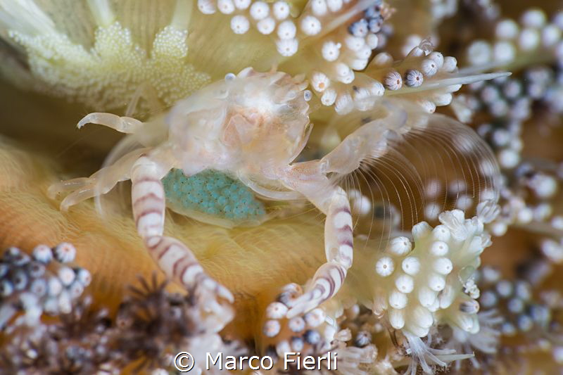 Feeding Mother on Sea Pen by Marco Fierli 
