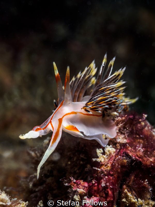 Heart of Fire. Nudibranch - Phidiana militaris. Chaloklum... by Stefan Follows 