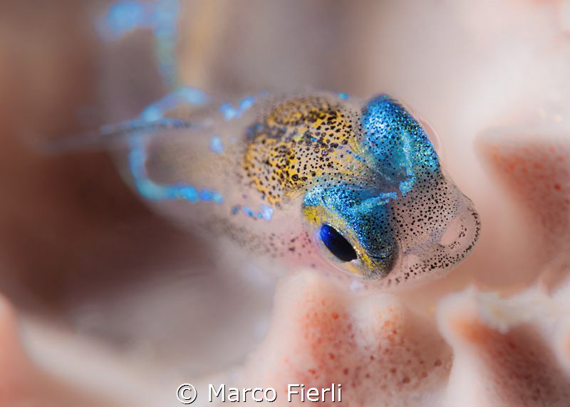 Ghost Goby, Portrait by Marco Fierli 