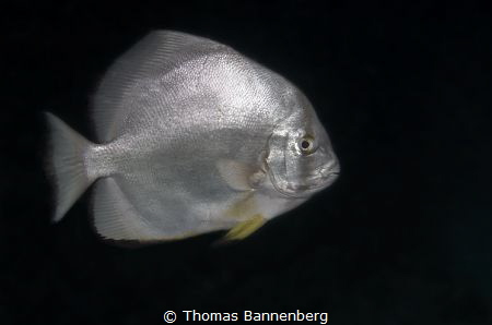 Batfish in the Dark
NIKON D7000 in a Seacam "Prelude" uw... by Thomas Bannenberg 