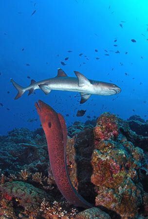 Kimbe Bay, Eel was coming out as the shark crept in. Not ... by Rand Mcmeins 