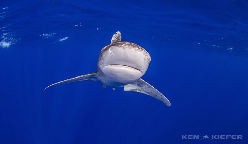 Oceanic Whitetip near Cat Island, Bahamas by Ken Kiefer 