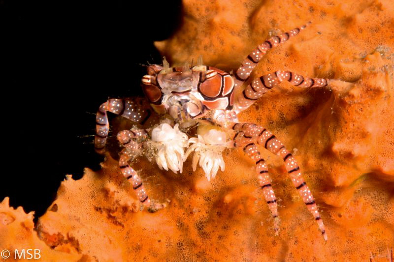 Boxer crab. by Mehmet Salih Bilal 