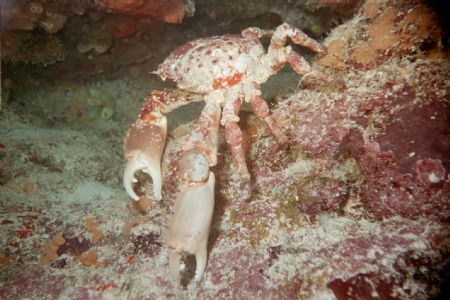 Picture take on the Molassas Reef near Key Largo Florida.... by Chris Rehkopf 