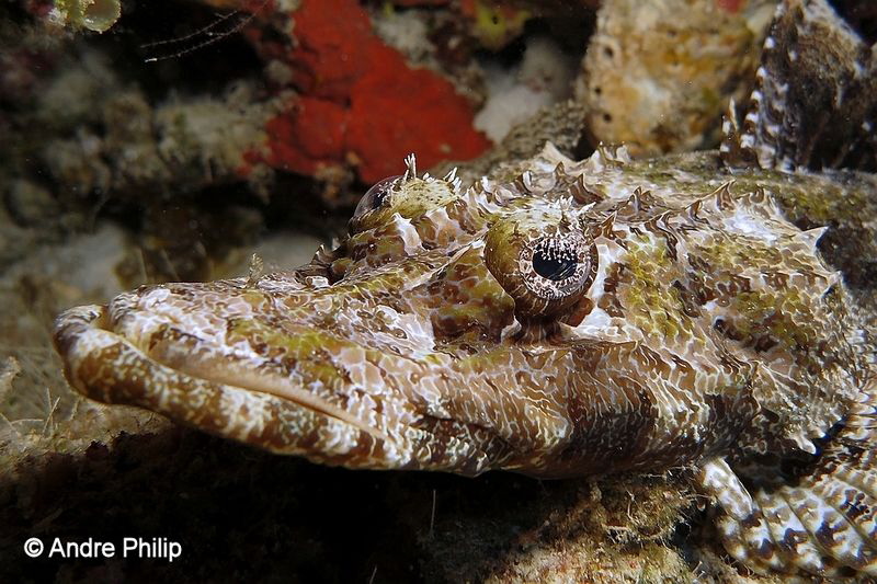 "Portrait of a Flatman" - The amazing Crocodilfish
Nabuc... by Andre Philip 
