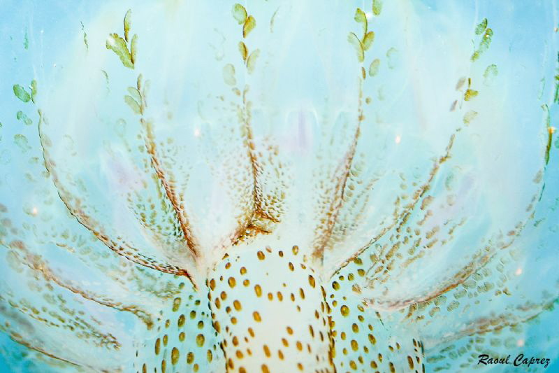 Abstract tree (Jellyfish detail) by Raoul Caprez 