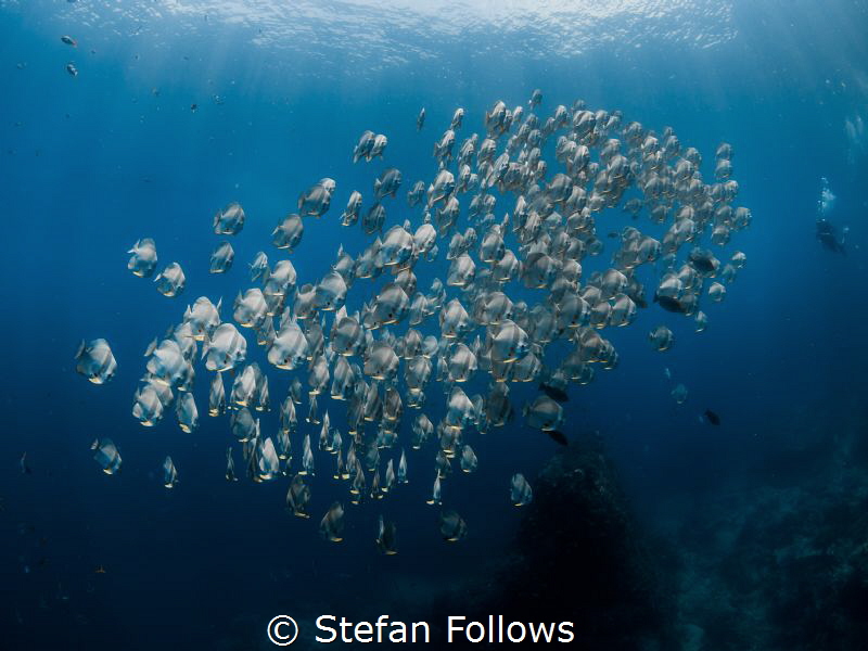 "Reality is that which, when you stop believing in it, do... by Stefan Follows 