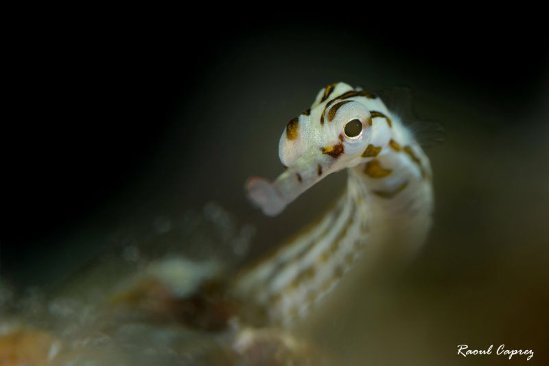 Tiny encounter by Raoul Caprez 