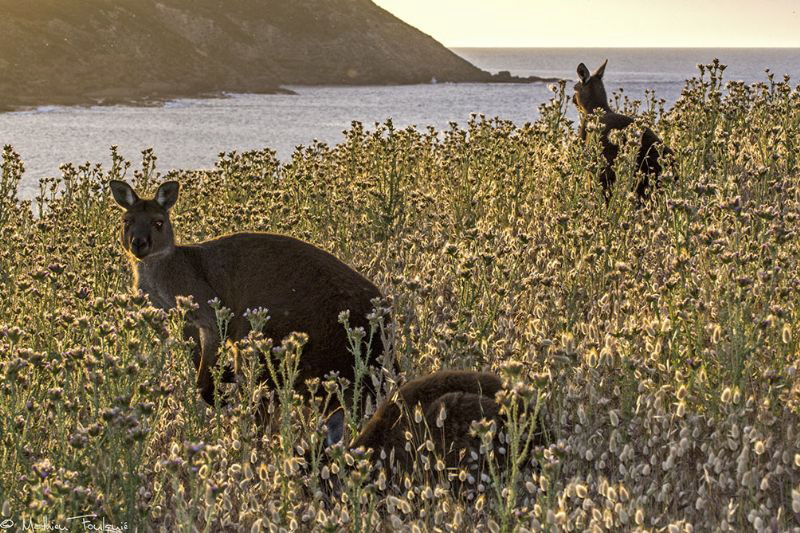 Kangaroo island by Mathieu Foulquié 