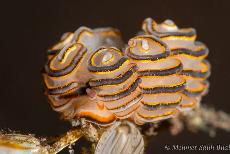 Donat nudi. by Mehmet Salih Bilal 