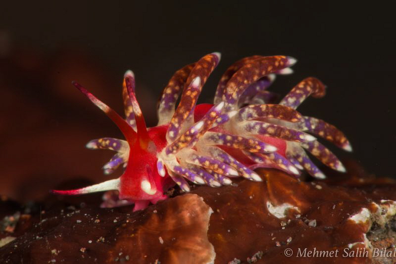 Flabellina from Tulamben. by Mehmet Salih Bilal 