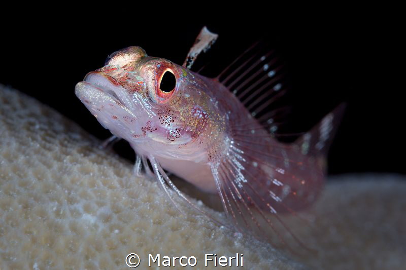 RedFin Triplefin Goby, Portrait by Marco Fierli 