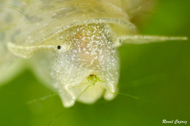 Microscopic breakfast (Nikkor 105mm + 10 diopter) by Raoul Caprez 