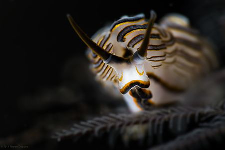 Dotto Sp, Found them in Bali, needs to wait for them to s... by Reyner Onggara 