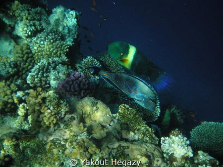 Broomtail wrasse & Sohal surgeonfish by Yakout Hegazy 