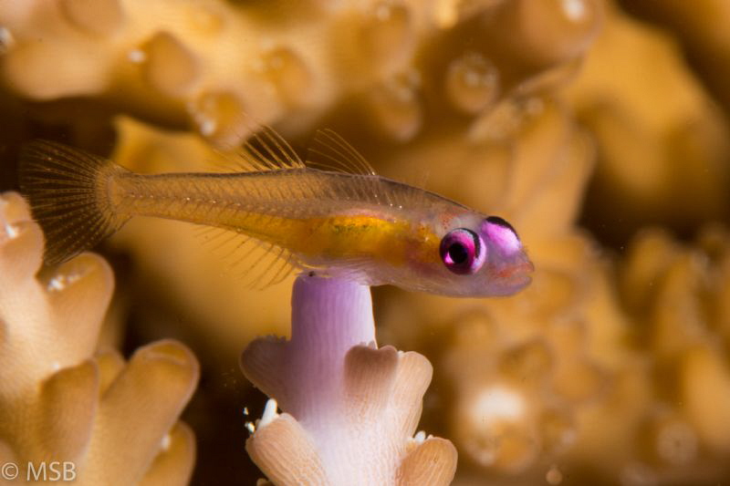 Pink eyed goby. by Mehmet Salih Bilal 
