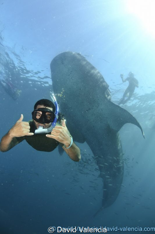 Whale sharks frequent Mexico's La Paz each year around th... by David Valencia 