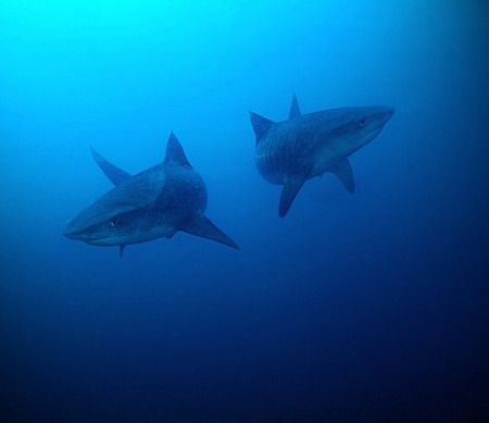 Double Tiger trouble. 2 Tiger sharks coming towards me sp... by Fiona Ayerst 
