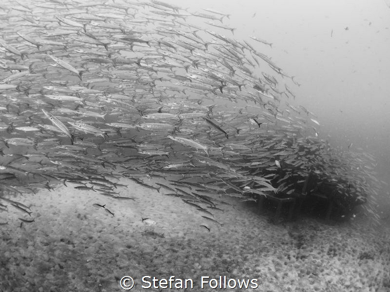 Risen ... Chevron Barracuda - Sphyraena qenie. Sail Rock,... by Stefan Follows 