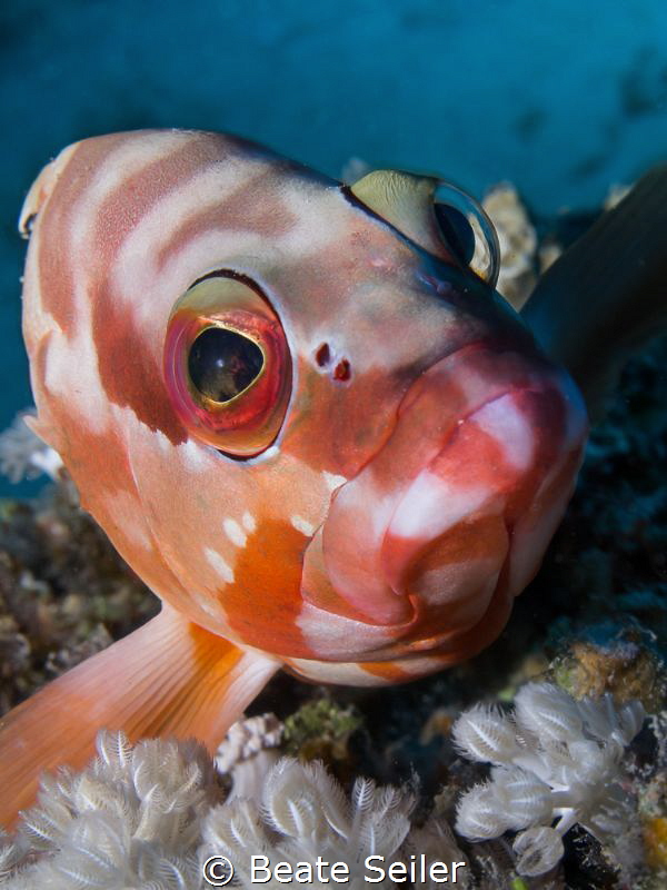 Grouper
 by Beate Seiler 