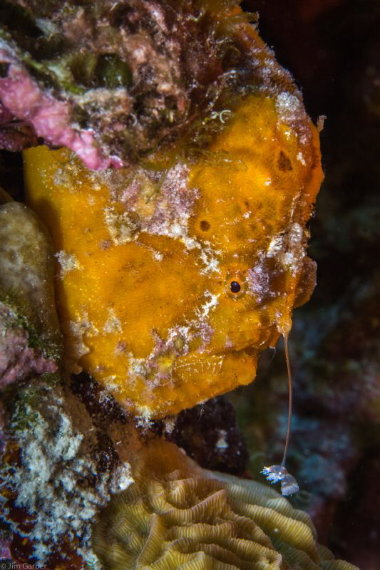 Frog fish with lore by Jim Garber 