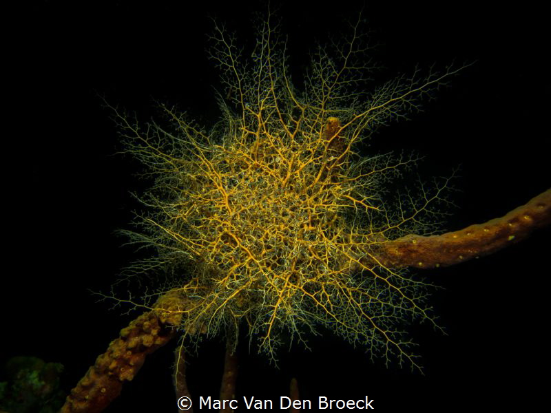 NIGHT CAPTURE by Marc Van Den Broeck 