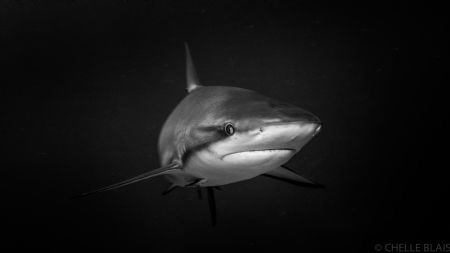 Caribbean Reef Baby: This shot was taken in Exuma, Bahama... by Michelle Blais 