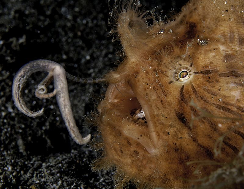 Frog fish with lure out by Charles Wright 