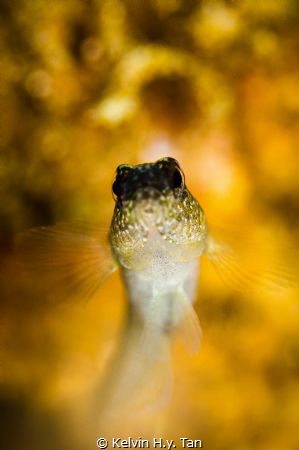 Shrimpgoby by Kelvin H.y. Tan 