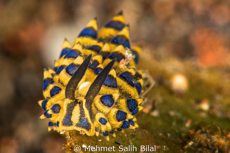 Costasiella sp. from Tulamben. by Mehmet Salih Bilal 