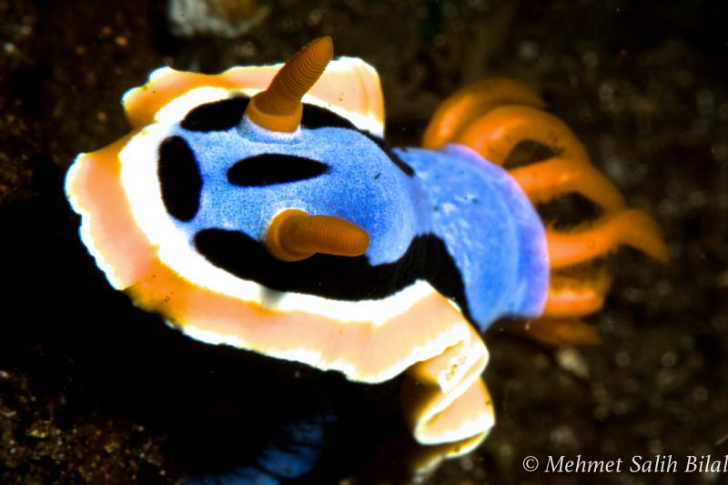 Chromodoris dianae 2. by Mehmet Salih Bilal 