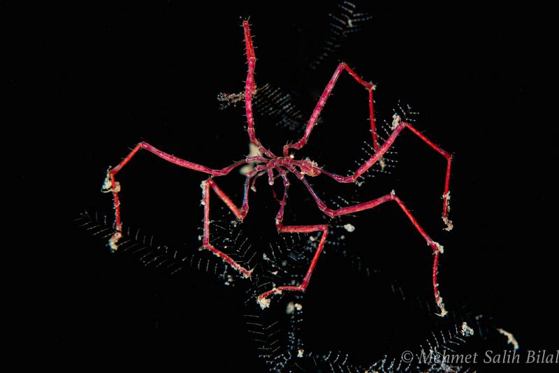Spider crab in night dive. by Mehmet Salih Bilal 