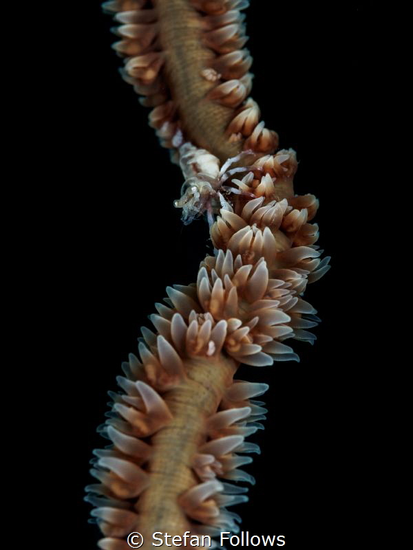 My God, it's full of stars! Wire Coral Shrimp - Pontonide... by Stefan Follows 