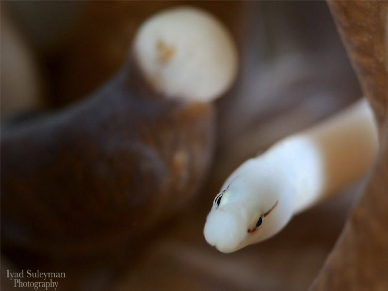 Mushroom-Coral Pipefish by Iyad Suleyman 