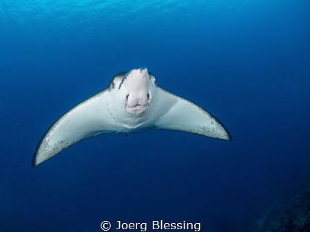 Eagleray by Joerg Blessing 