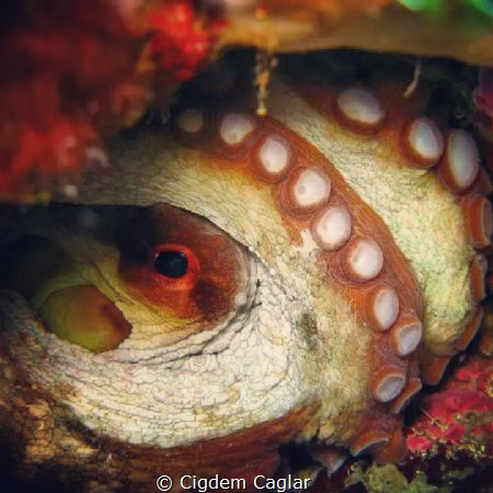 octo by Cigdem Caglar 