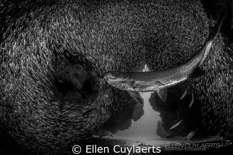"Tail slap"

"It's not how hard you can hit, it's how h... by Ellen Cuylaerts 