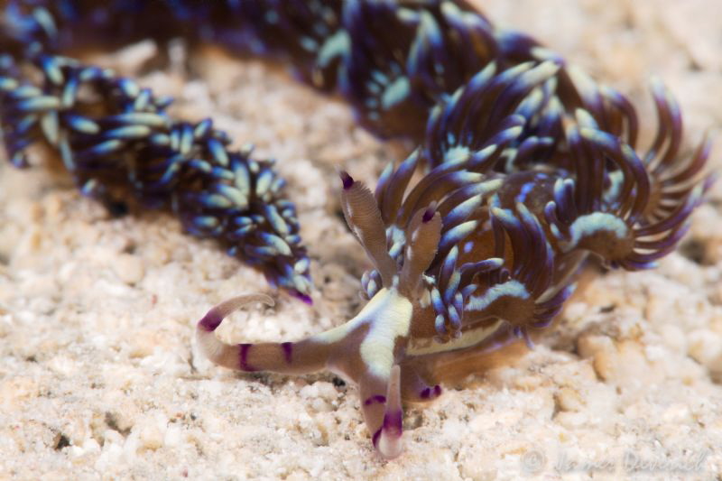 Pteraeolidia ianthina by James Deverich 