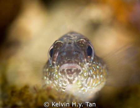 Goby Bokeh Shot by Kelvin H.y. Tan 