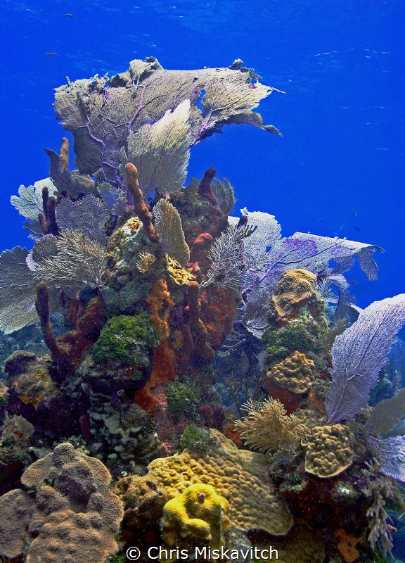 Sea fan off the Island of Utila by Chris Miskavitch 