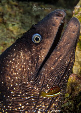 cleaning station... moray eal, France - mediterranean sea by Claudia Weber-Gebert 