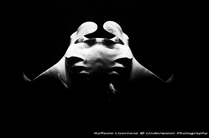 Manta ray in night dive, with matural light from the boat... by Raffaele Livornese 