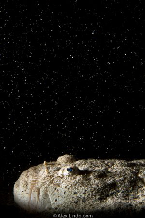 A Stargazer just doing what they do. Pulau Satonda, Indon... by Alex Lindbloom 