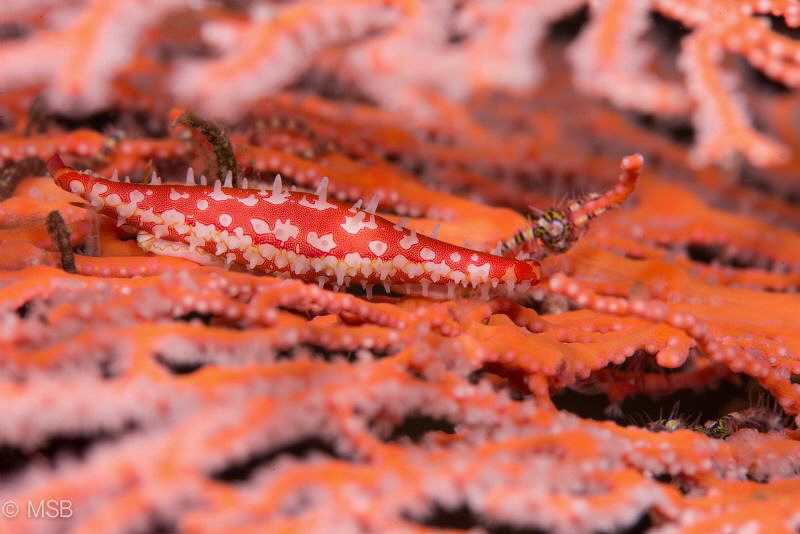 Pseudosimnia punctata. by Mehmet Salih Bilal 