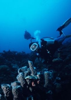 Family Dive! 
Girlfriend... Dad... Sponge...
Sponge?
L... by Erich Reboucas 